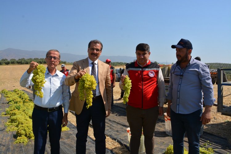 Salihli’de Sultani Çekirdeksiz Üzüm Hasadı Devam Ediyor